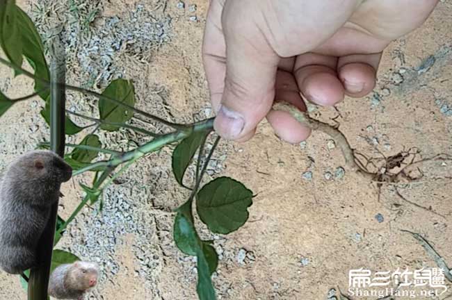 鴨腳木苗種植出售（shòu）