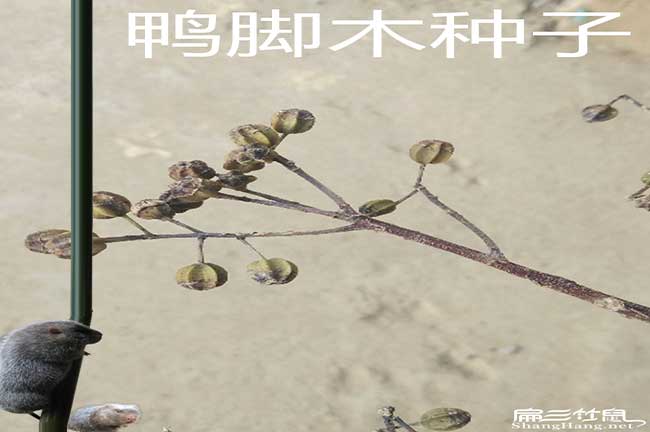 竹（zhú）鼠鴨掌（zhǎng）木種子批發