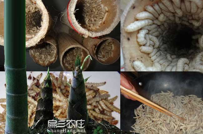 河南竹鼠食物