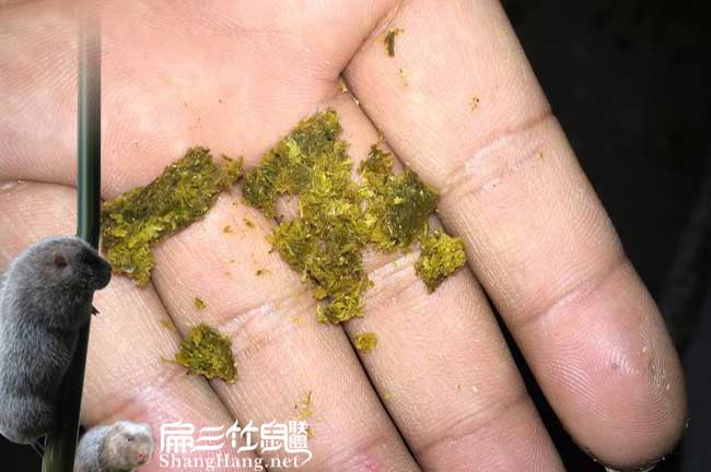 竹鼠大便消化不良