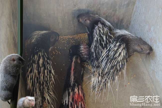 雲霄肉兔養殖