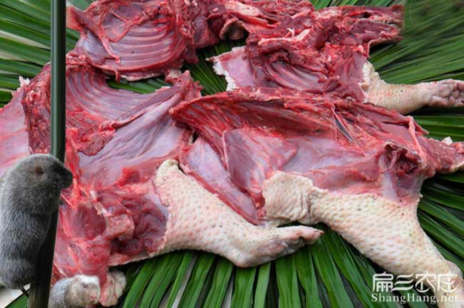 寧化（huà）肉兔種肉價格