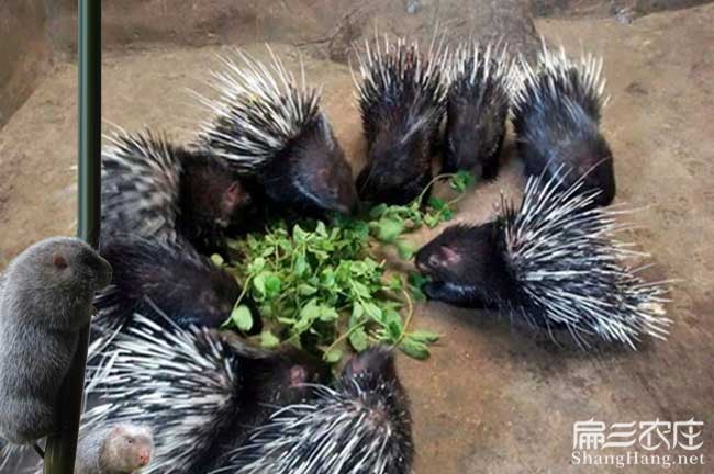 湄洲島肉兔養殖