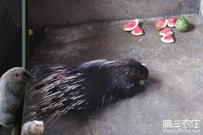 福州肉（ròu）兔養殖基地