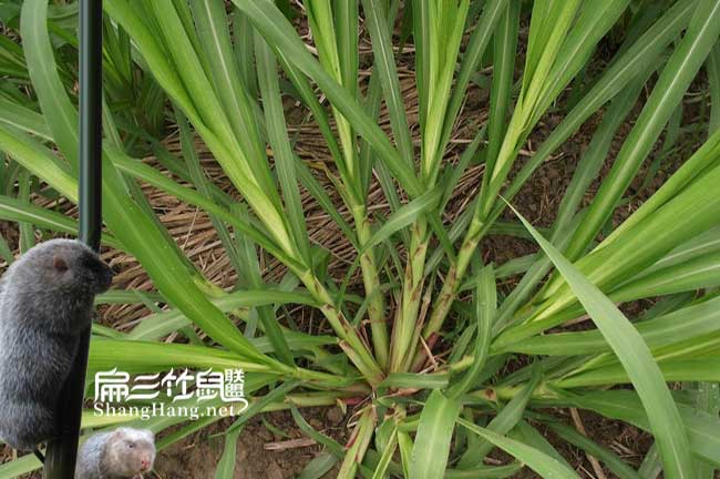 皇竹草種（zhǒng）植條件