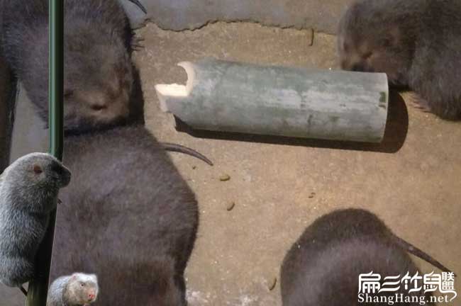 永州竹鼠養殖