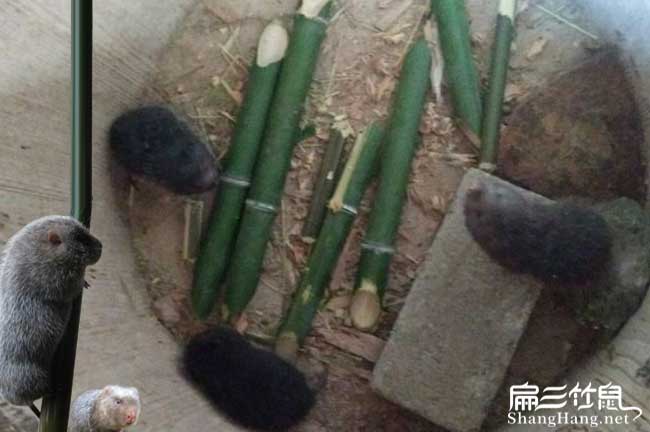 湖南竹鼠養殖