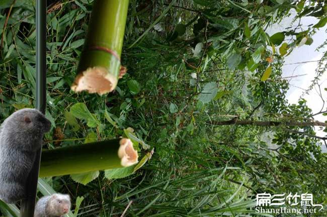 福建竹鼠飼料