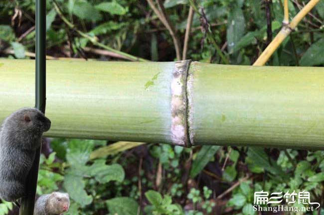 河池竹鼠食物