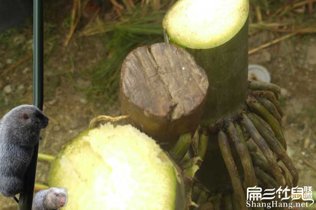 竹鼠种植食物