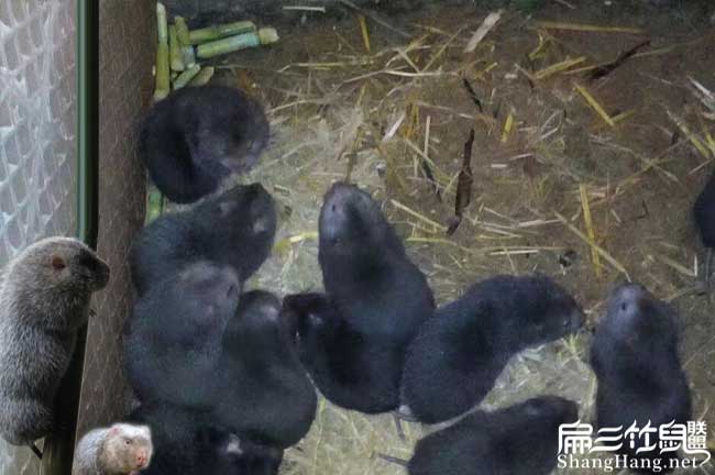 竹鼠養殖方法