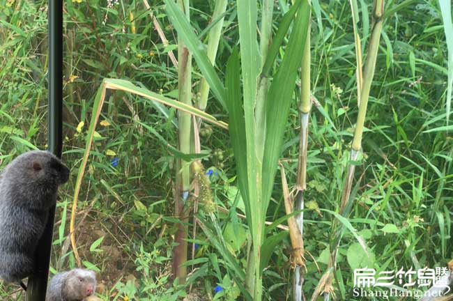 皇竹草種（zhǒng）植技術