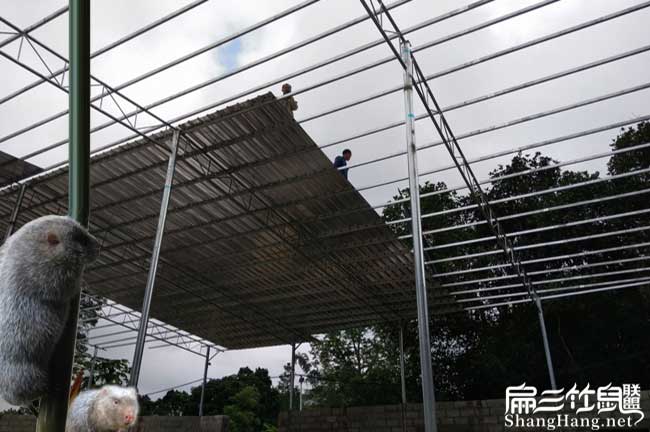 萍鄉大中的竹鼠養殖（zhí）基地