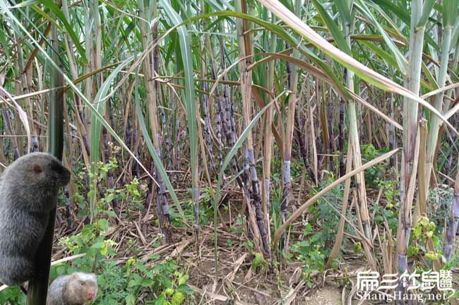 竹鼠食物甘蔗