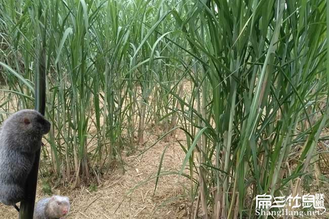 福（fú）建新型皇竹草種植