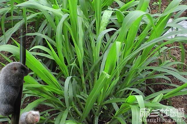 竹鼠皇竹（zhú）草種植