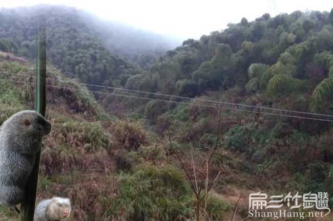 阜新竹鼠養殖