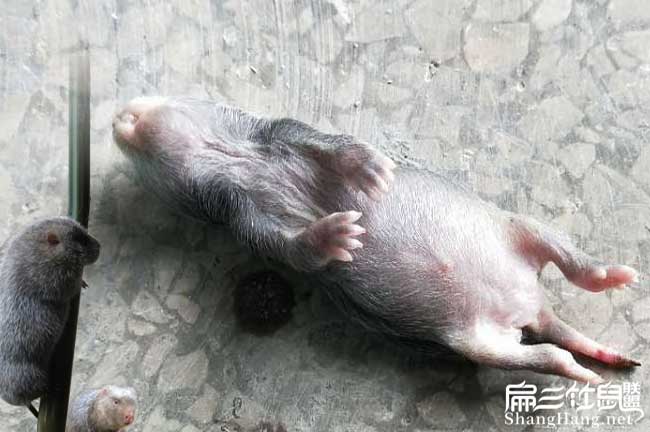 小竹鼠死了