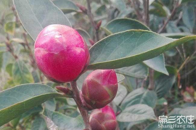 浙江紅花大（dà）果油（yóu）茶