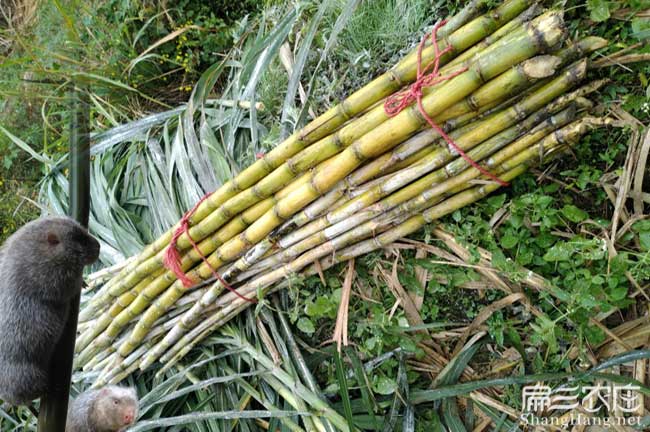 甘蔗種（zhǒng）植模式