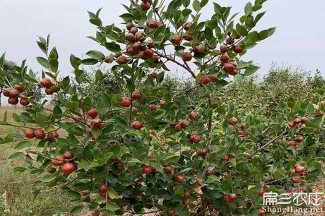 湖北紅花大果油茶