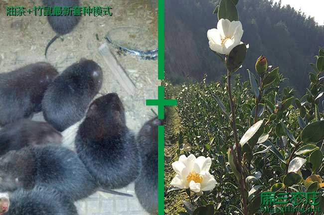 南（nán）寧（níng）白花油茶苗批發