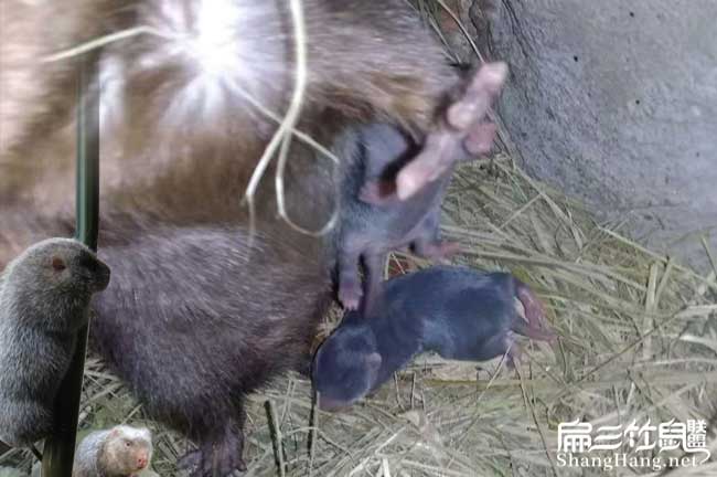 竹鼠養殖技術管理