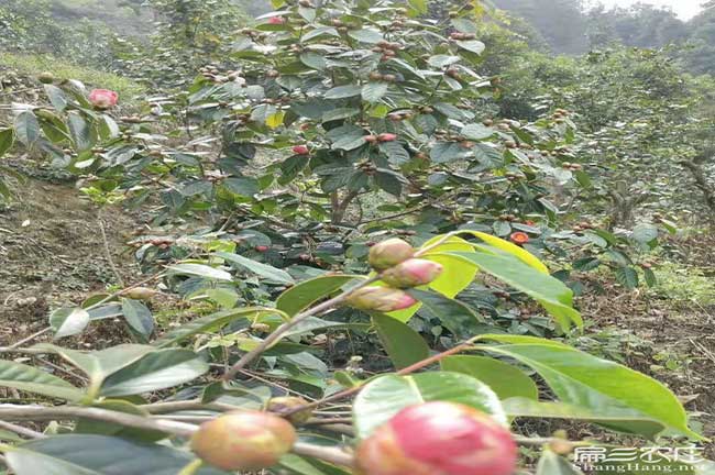 古丈大果油（yóu）茶基地