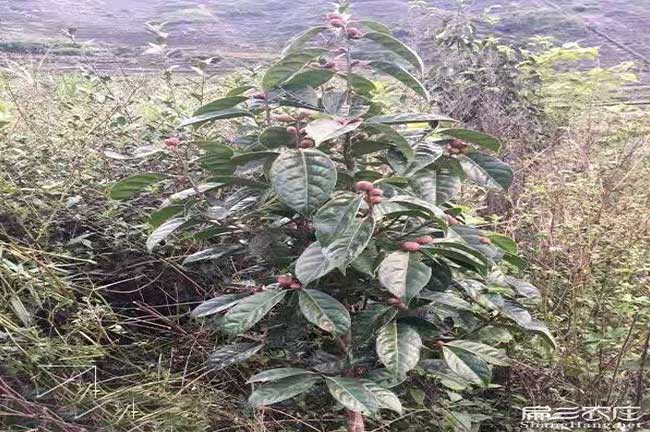 安油（yóu）茶基地