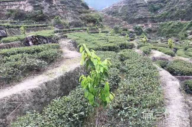 郴州油茶苗場