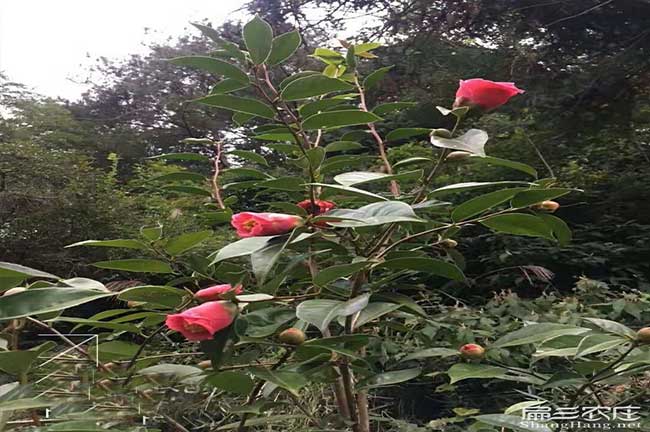 永州油（yóu）茶種植基地