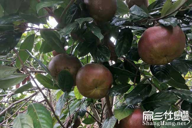 平江茶籽收購（gòu）