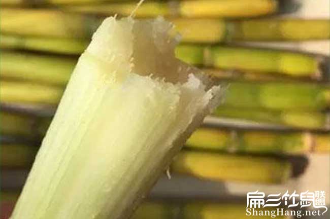 竹鼠（shǔ）食物