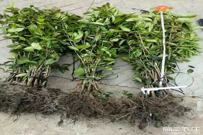 漢（hàn）壽茶樹種植基地