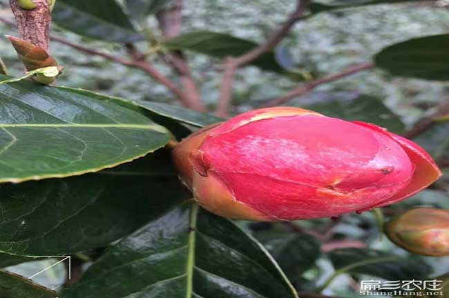 懷化紅花油茶苗