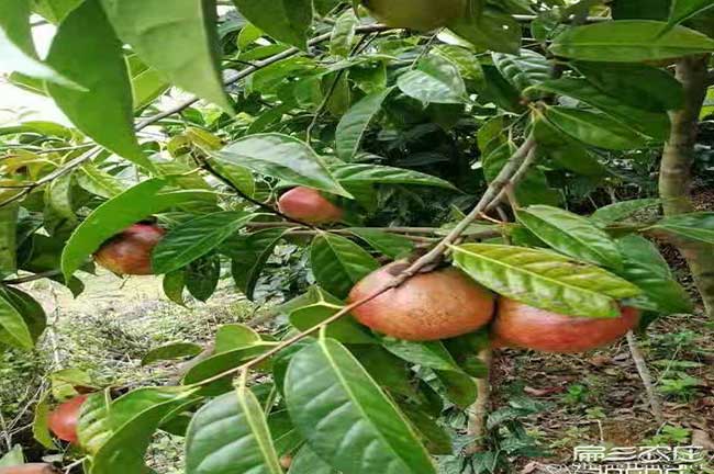 攸縣油茶種植