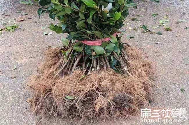 關注湘潭油茶苗種植基地和茶（chá）籽收購價格請進