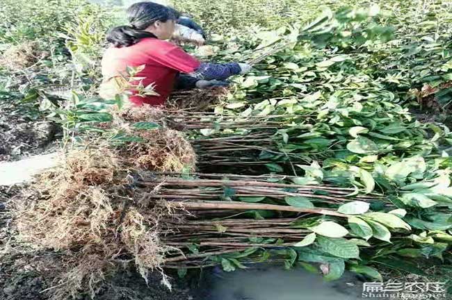 慈利油茶苗