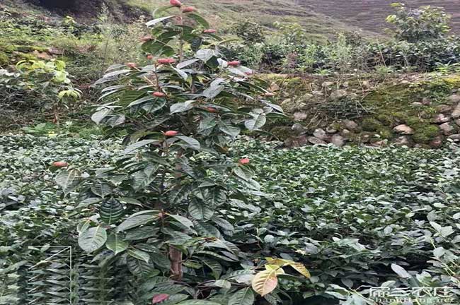 懷化嫁接油（yóu）茶苗