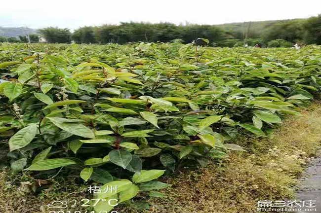 九江紅花油（yóu）茶苗