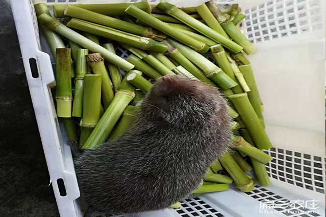 竹鼠的主要食物