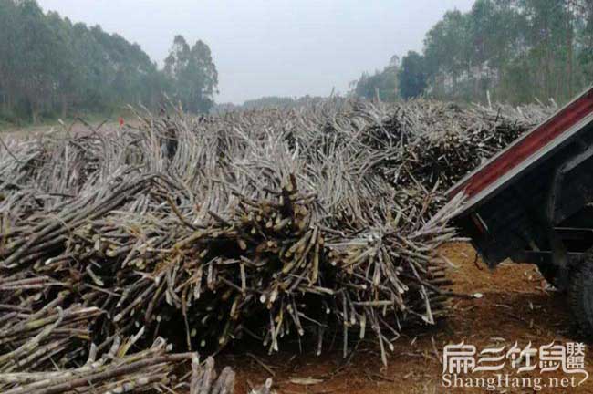 竹鼠食物鏈（liàn）