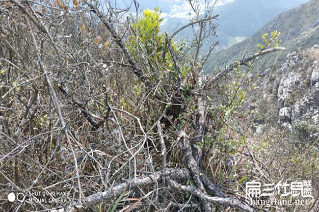 湯（tāng）溪鎮養竹鼠之前想好