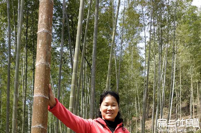 福建竹林