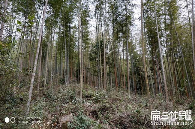 四川竹鼠養殖竹子