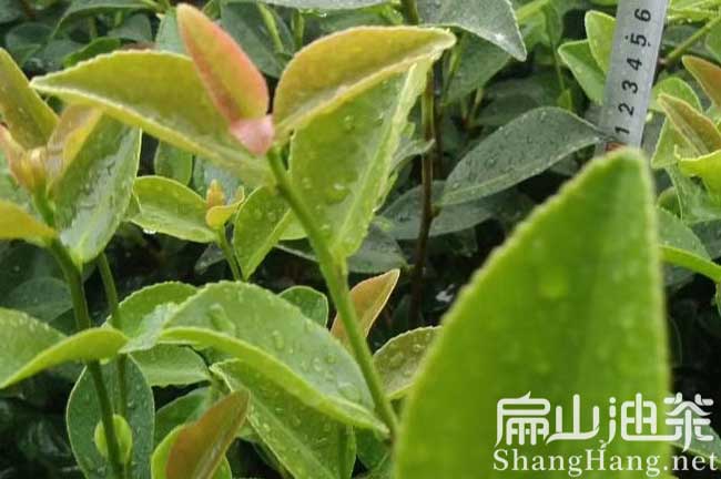 江西大果油茶（chá）苗（miáo）