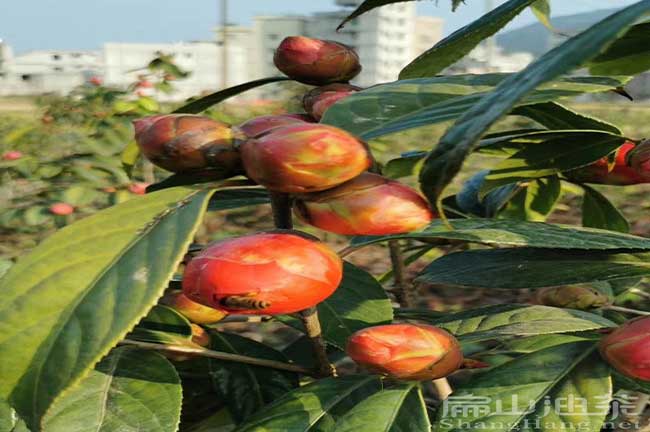 湖南紅花油茶苗