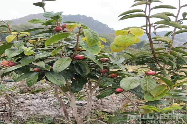 永州紅（hóng）花油茶苗（miáo）