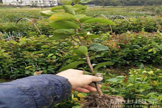 大果油茶苗視屏