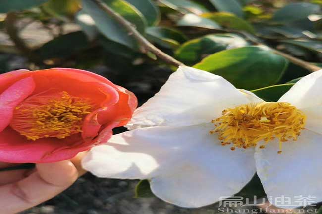 永定紅花油茶苗